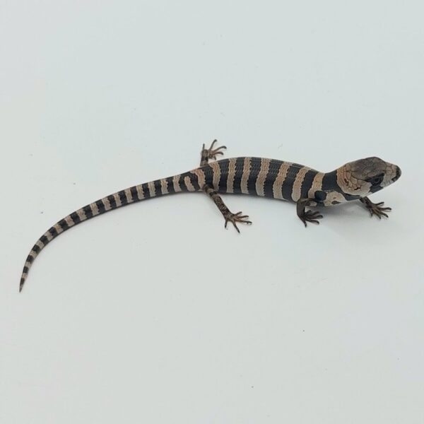 Tiliqua arborícola de lengua rosa – Cyclodomorphus gerrardii