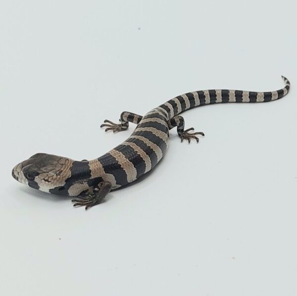 Tiliqua arborícola de lengua rosa – Cyclodomorphus gerrardii