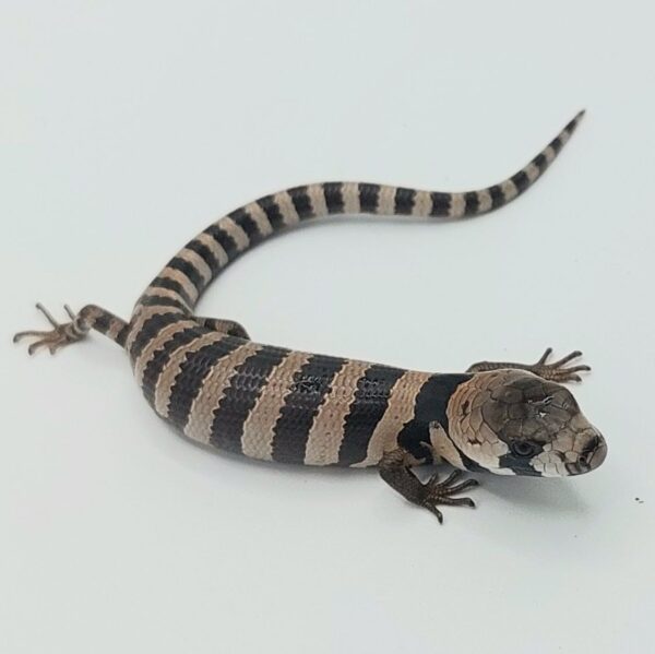 Tiliqua arborícola de lengua rosa – Cyclodomorphus gerrardii