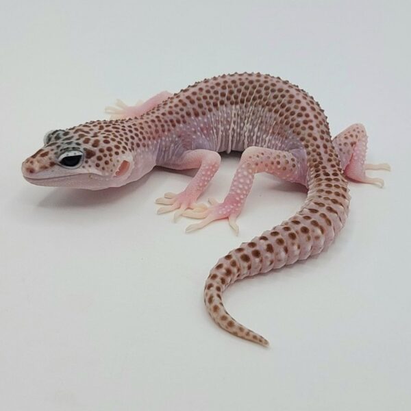 Gecko Leopardo – Eublepharis macularius