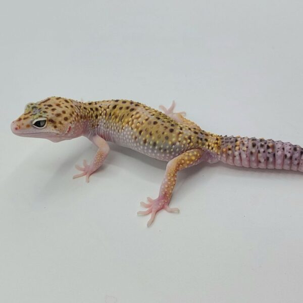 Gecko Leopardo – Eublepharis macularius