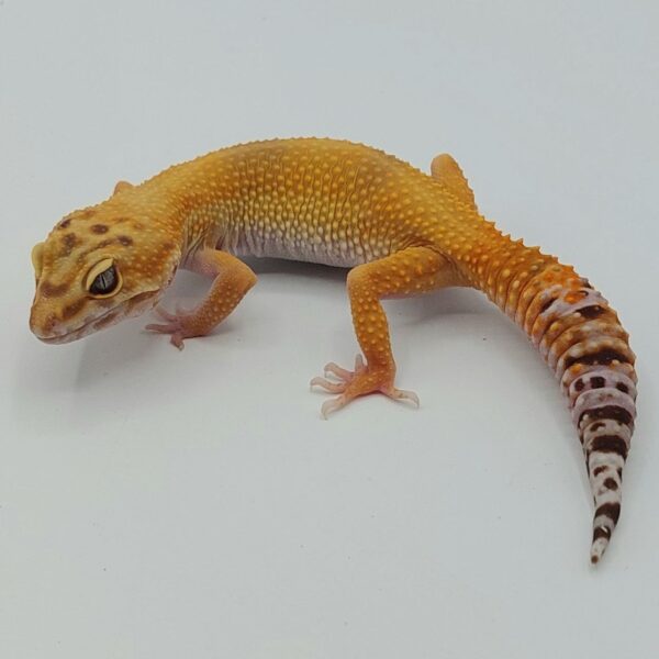 Gecko Leopardo – Eublepharis macularius