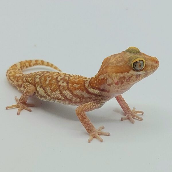 Gecko pantera – Paroedura picta