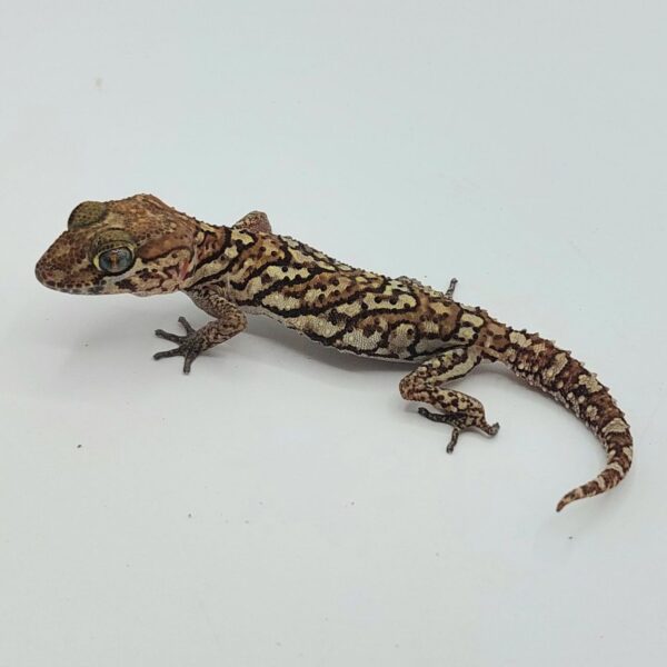 Gecko pantera – Paroedura picta