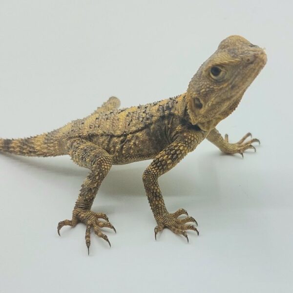 Dragón pintado – Laudakia brachydactyla