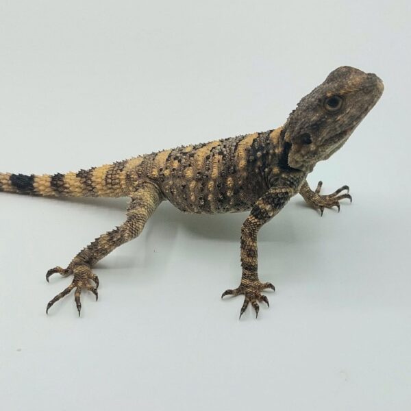 Dragón pintado – Laudakia brachydactyla