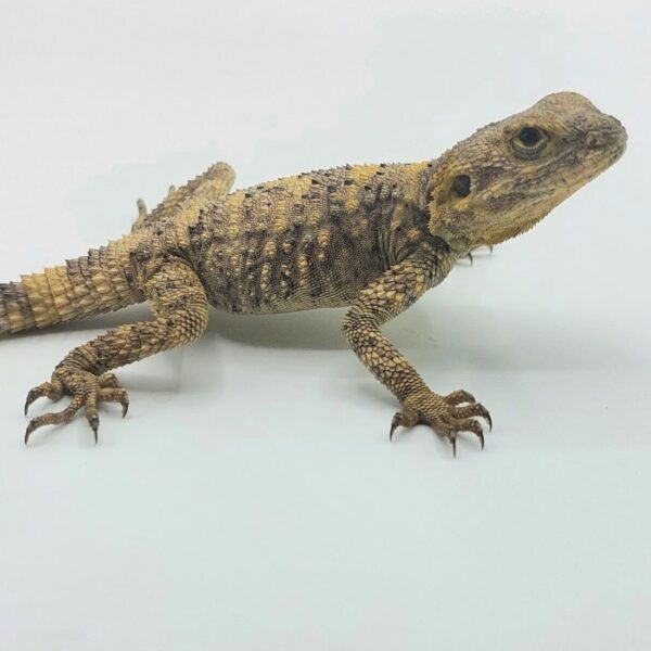 Dragón pintado – Laudakia brachydactyla