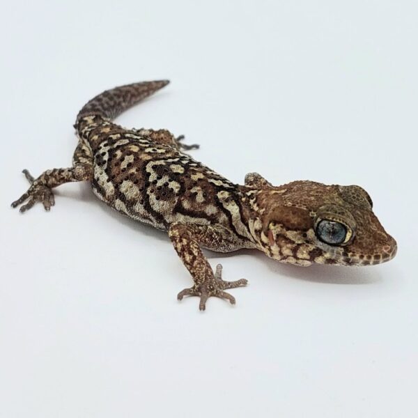 Gecko pantera – Paroedura picta