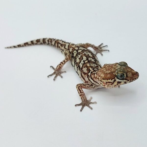 Gecko pantera – Paroedura picta