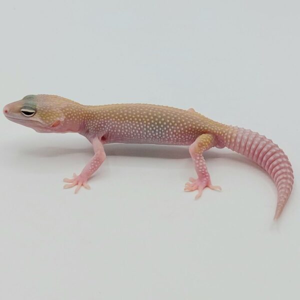 Gecko Leopardo – Eublepharis macularius