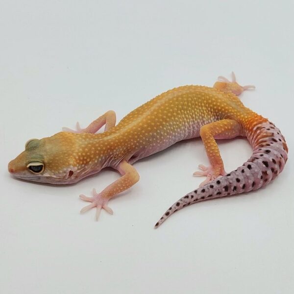 Gecko Leopardo – Eublepharis macularius