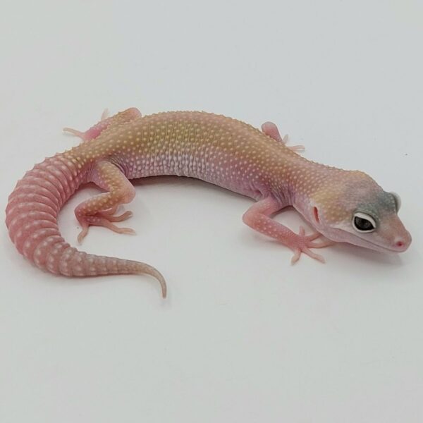 Gecko Leopardo – Eublepharis macularius