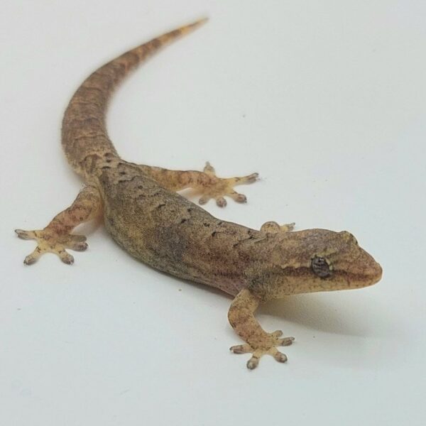 Gecko enlutado Lepidodactylus lugubris