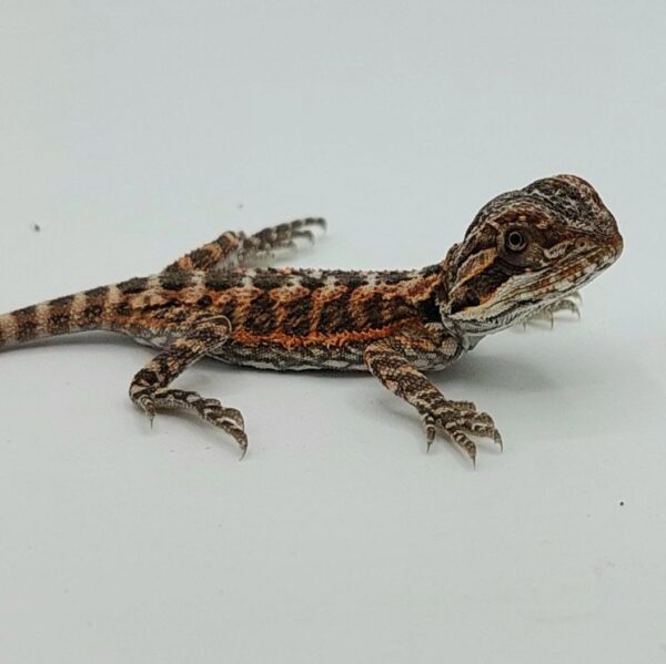 Dragón Barbudo - Pogona Vitticeps