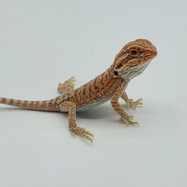 Dragón Barbudo - Pogona Vitticeps