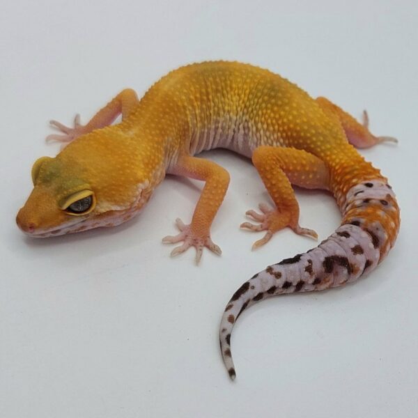 Gecko Leopardo – Eublepharis macularius