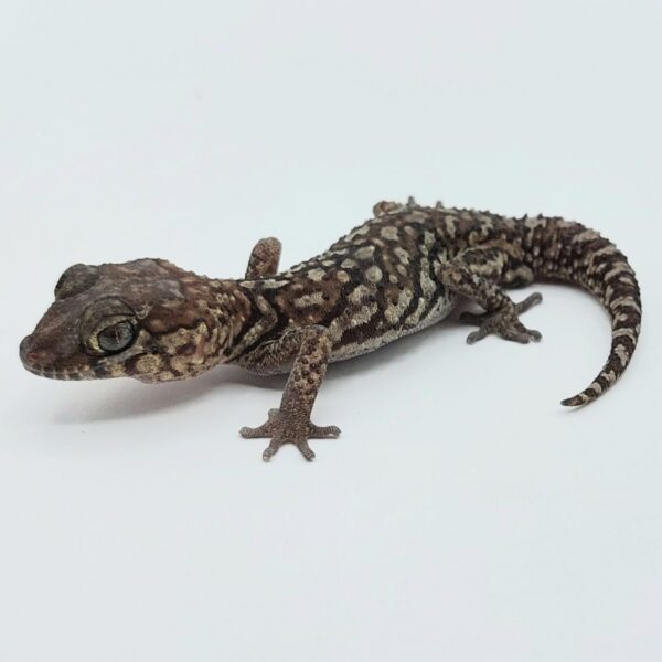 Gecko pantera – Paroedura picta