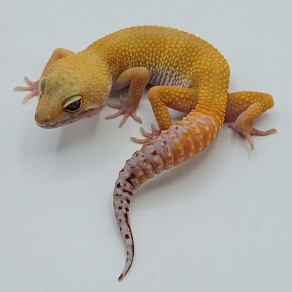 Gecko Leopardo – Eublepharis macularius