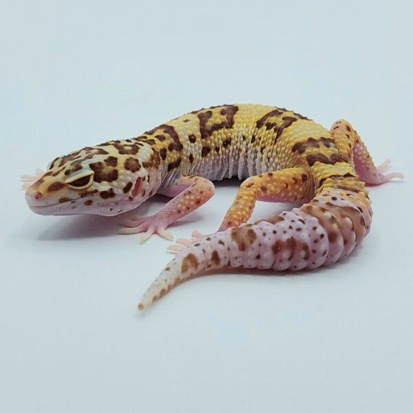 Gecko Leopardo – Eublepharis macularius