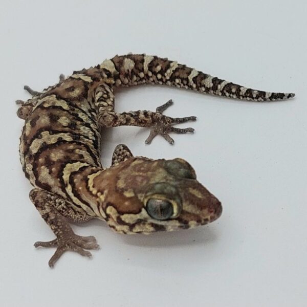 Gecko pantera – Paroedura picta