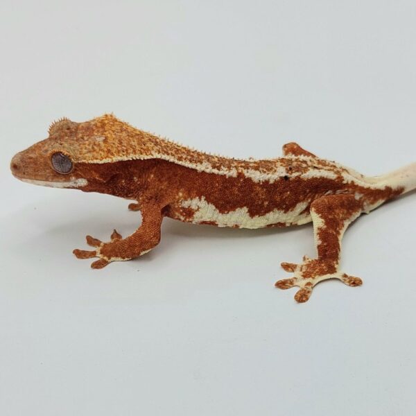 Gecko crestado – Correlophus ciliatus