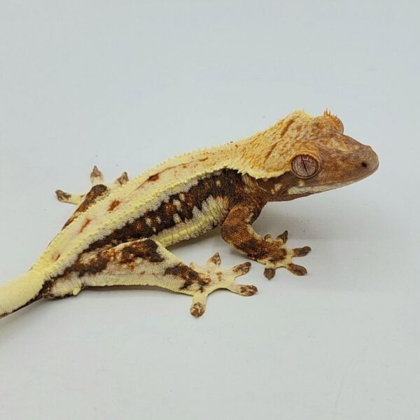 Gecko crestado – Correlophus ciliatus