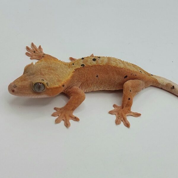 Gecko crestado – Correlophus ciliatus