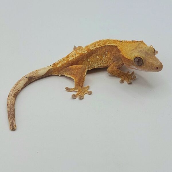 Gecko crestado – Correlophus ciliatus