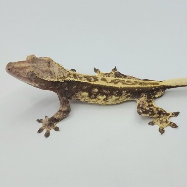 Gecko crestado – Correlophus ciliatus