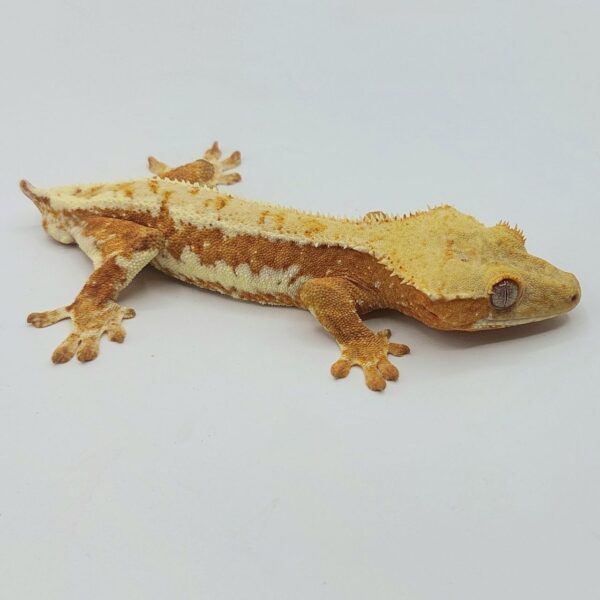 Gecko crestado – Correlophus ciliatus