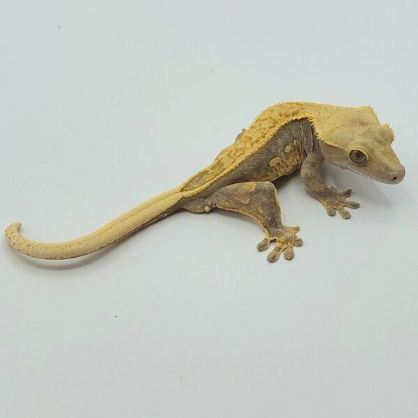 Gecko crestado – Correlophus ciliatus