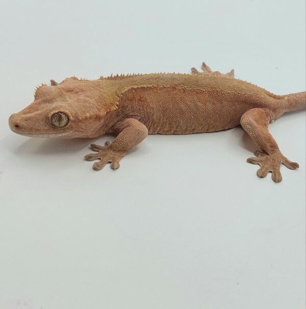 Gecko crestado – Correlophus ciliatus