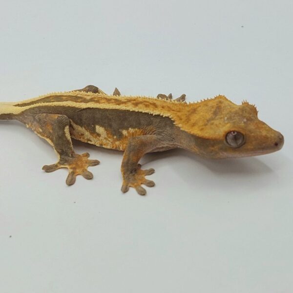 Gecko crestado – Correlophus ciliatus