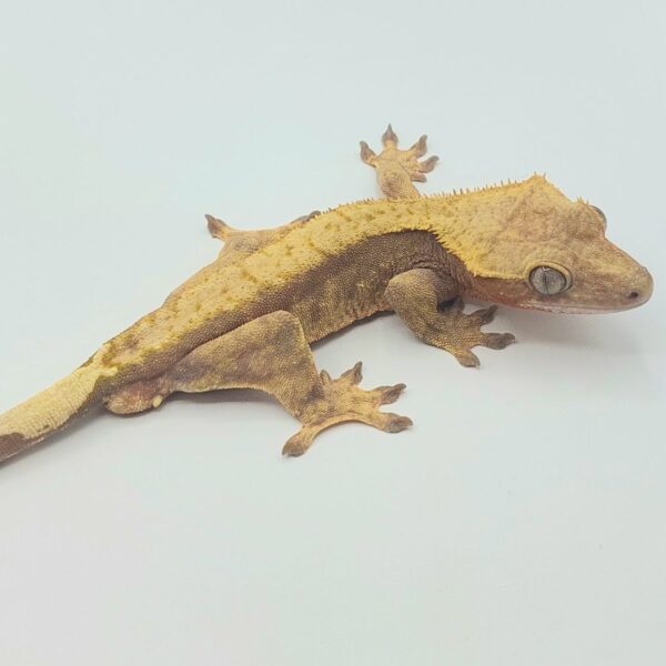 Gecko crestado – Correlophus ciliatus