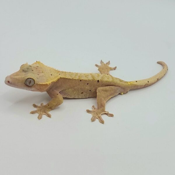 Gecko crestado – Correlophus ciliatus