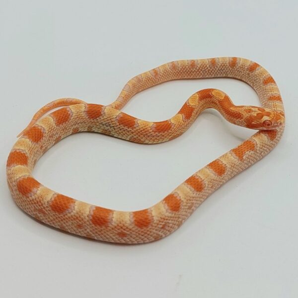 Serpiente del maíz - Pantherophis guttatus