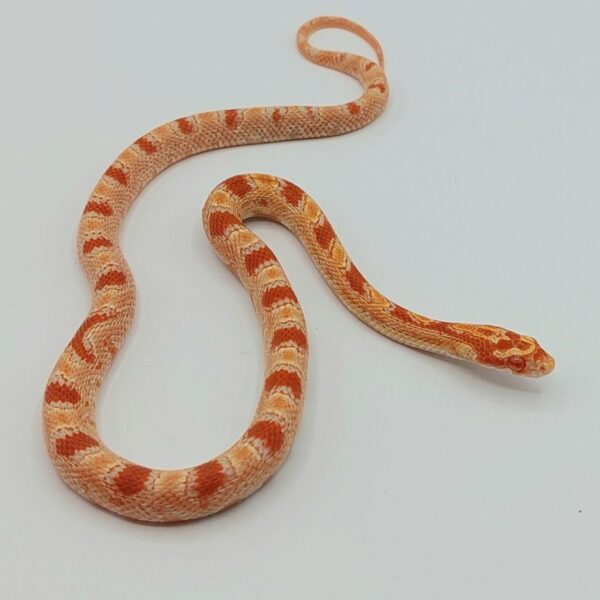 Serpiente del maíz - Pantherophis guttatus