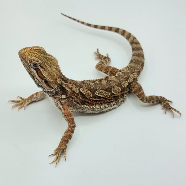 Híbrido - Pogona vittilawsoni