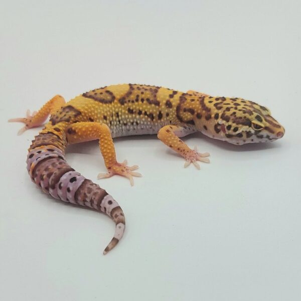 Gecko Leopardo – Eublepharis macularius