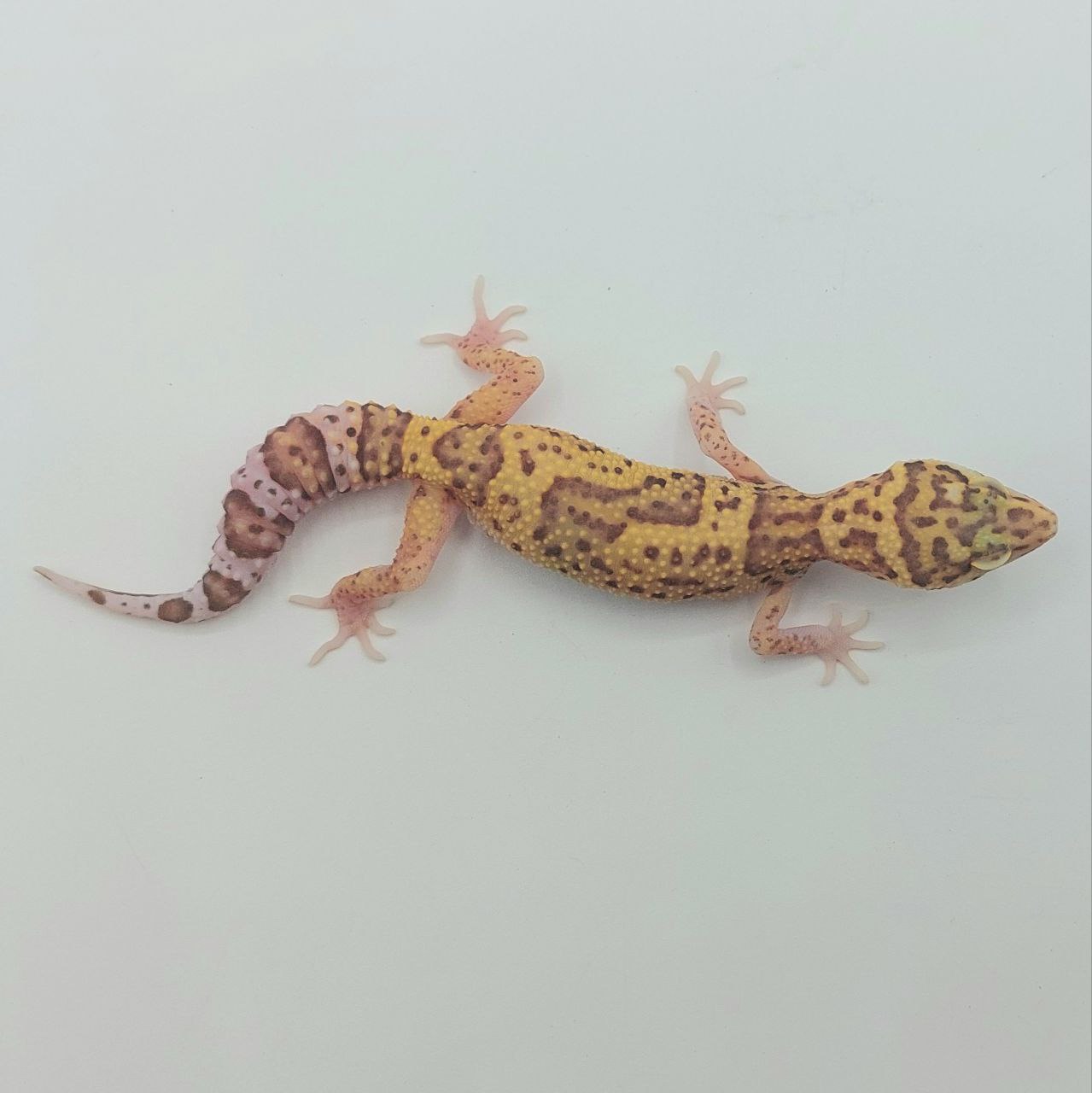 Gecko Leopardo – Eublepharis macularius
