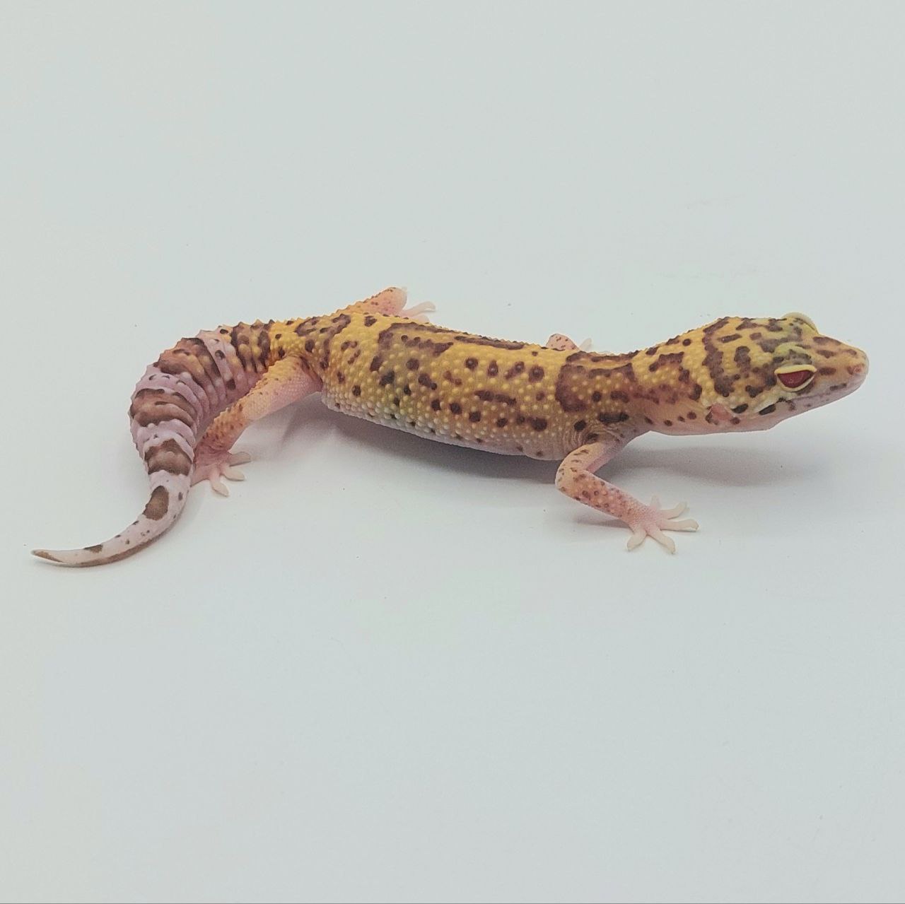 Gecko Leopardo – Eublepharis macularius