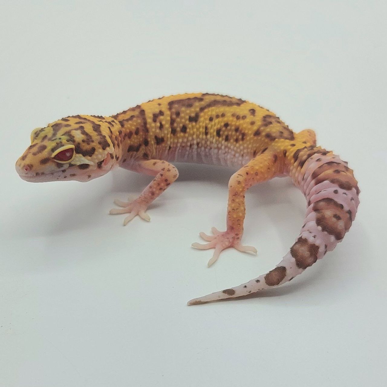 Gecko Leopardo – Eublepharis macularius