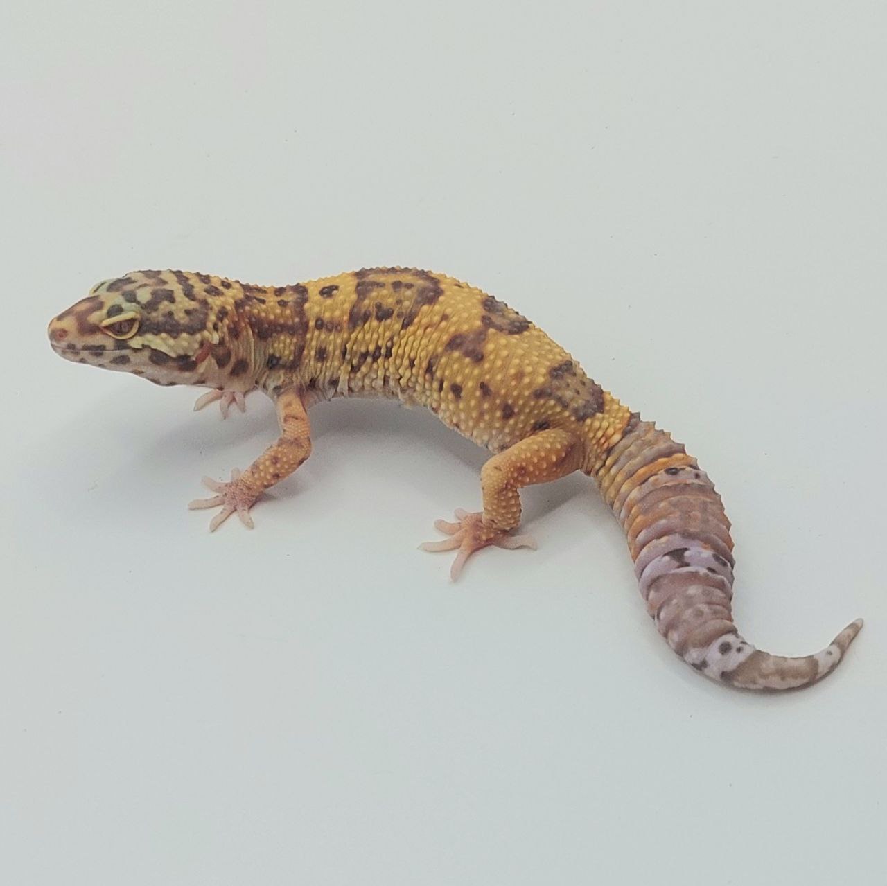 Gecko Leopardo – Eublepharis macularius