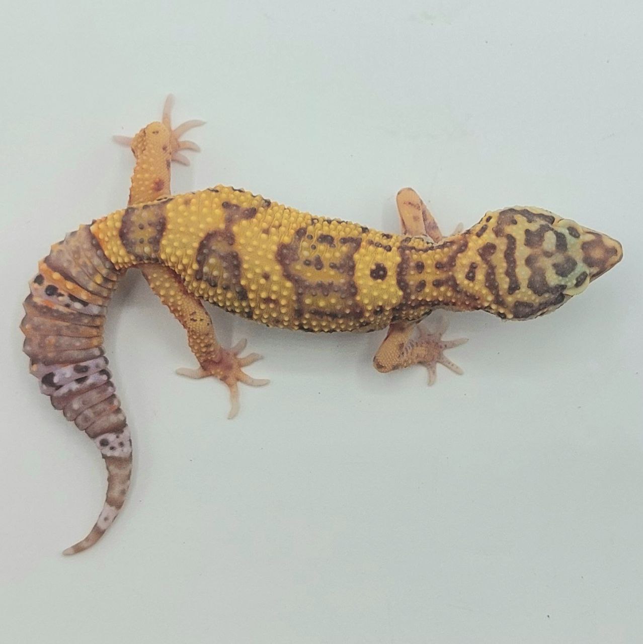 Gecko Leopardo – Eublepharis macularius