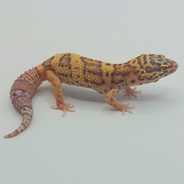 Gecko Leopardo – Eublepharis macularius