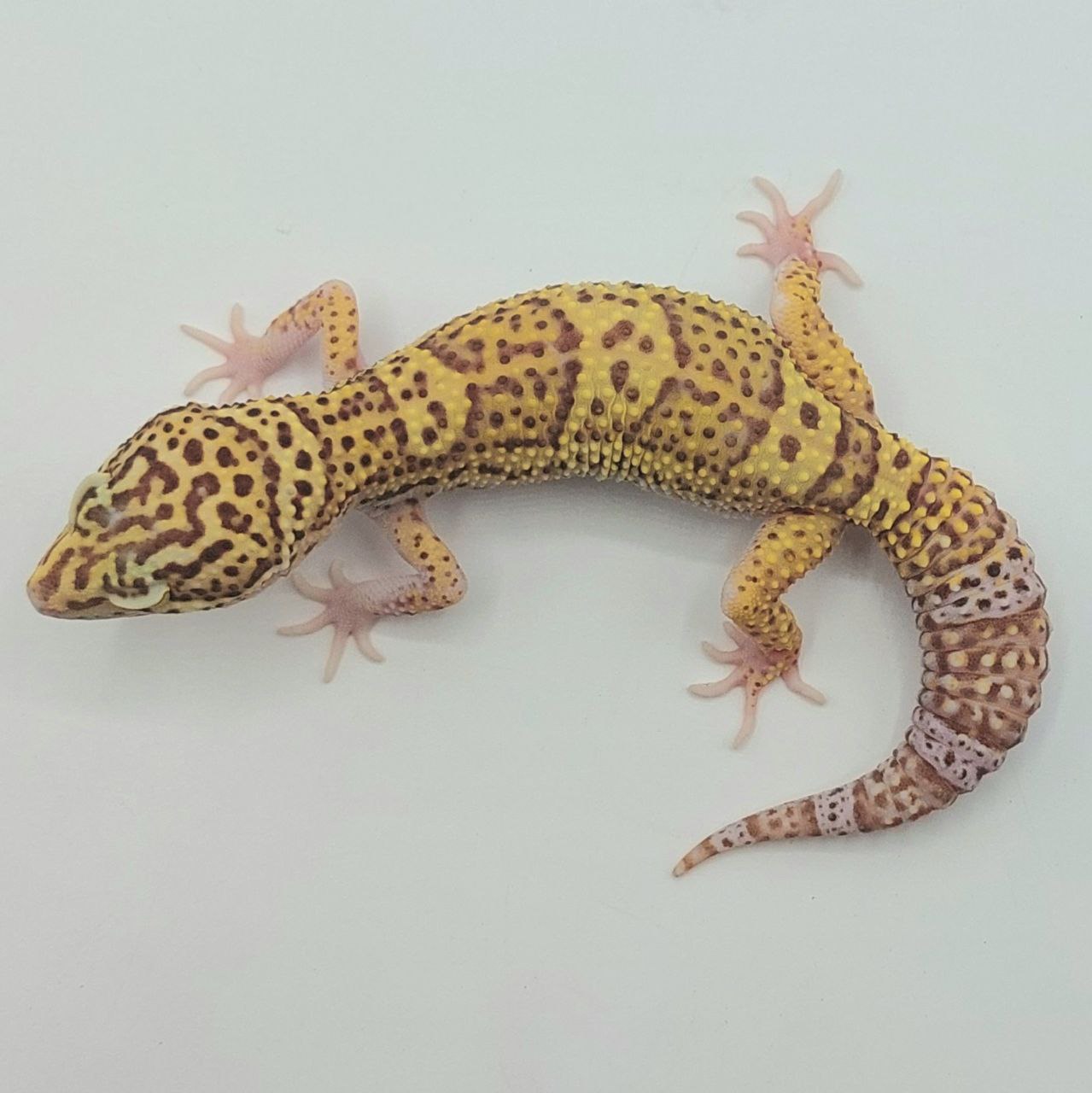 Gecko Leopardo – Eublepharis macularius