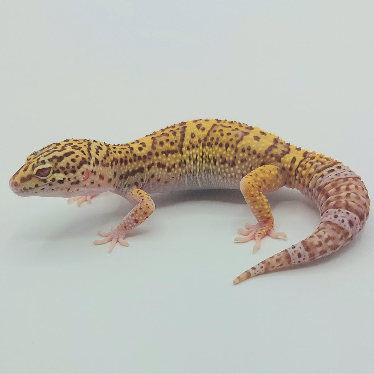 Gecko Leopardo – Eublepharis macularius
