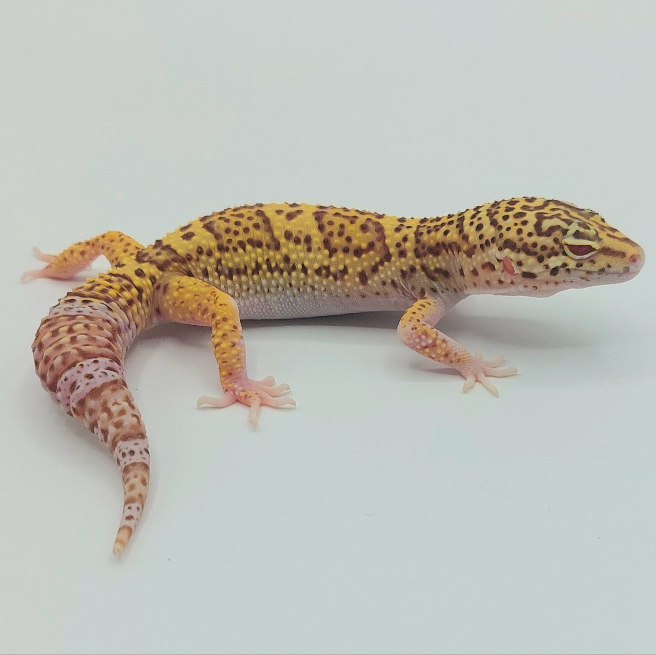 Gecko Leopardo – Eublepharis macularius