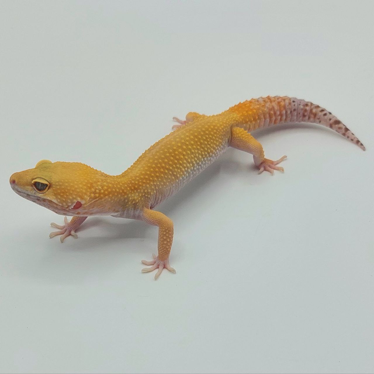 Gecko Leopardo – Eublepharis macularius