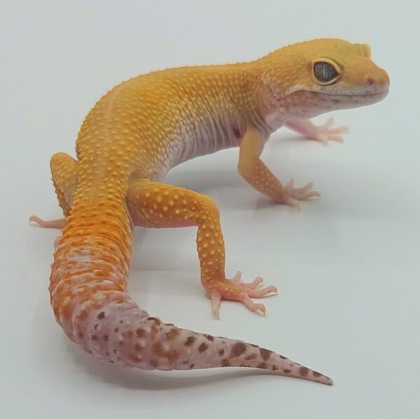 Gecko Leopardo – Eublepharis macularius